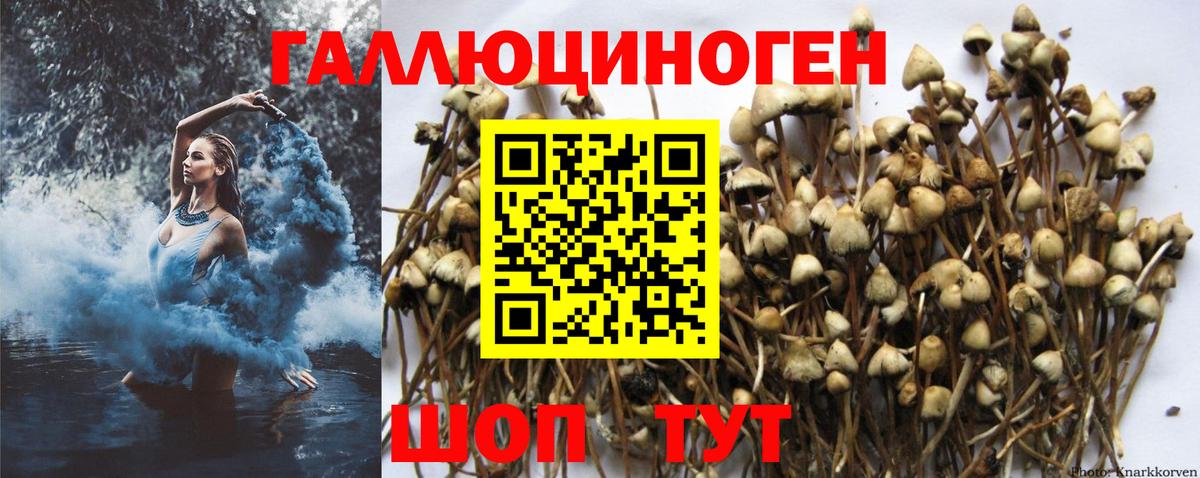 Хабаровск  Псилоцибиновые грибы мухоморы  купить  цена  Вход с VPN 